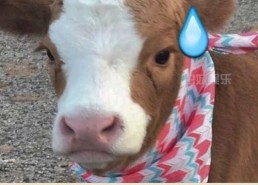 娱乐吃瓜酱老鼠,揭秘老鼠背后的娱乐圈风云